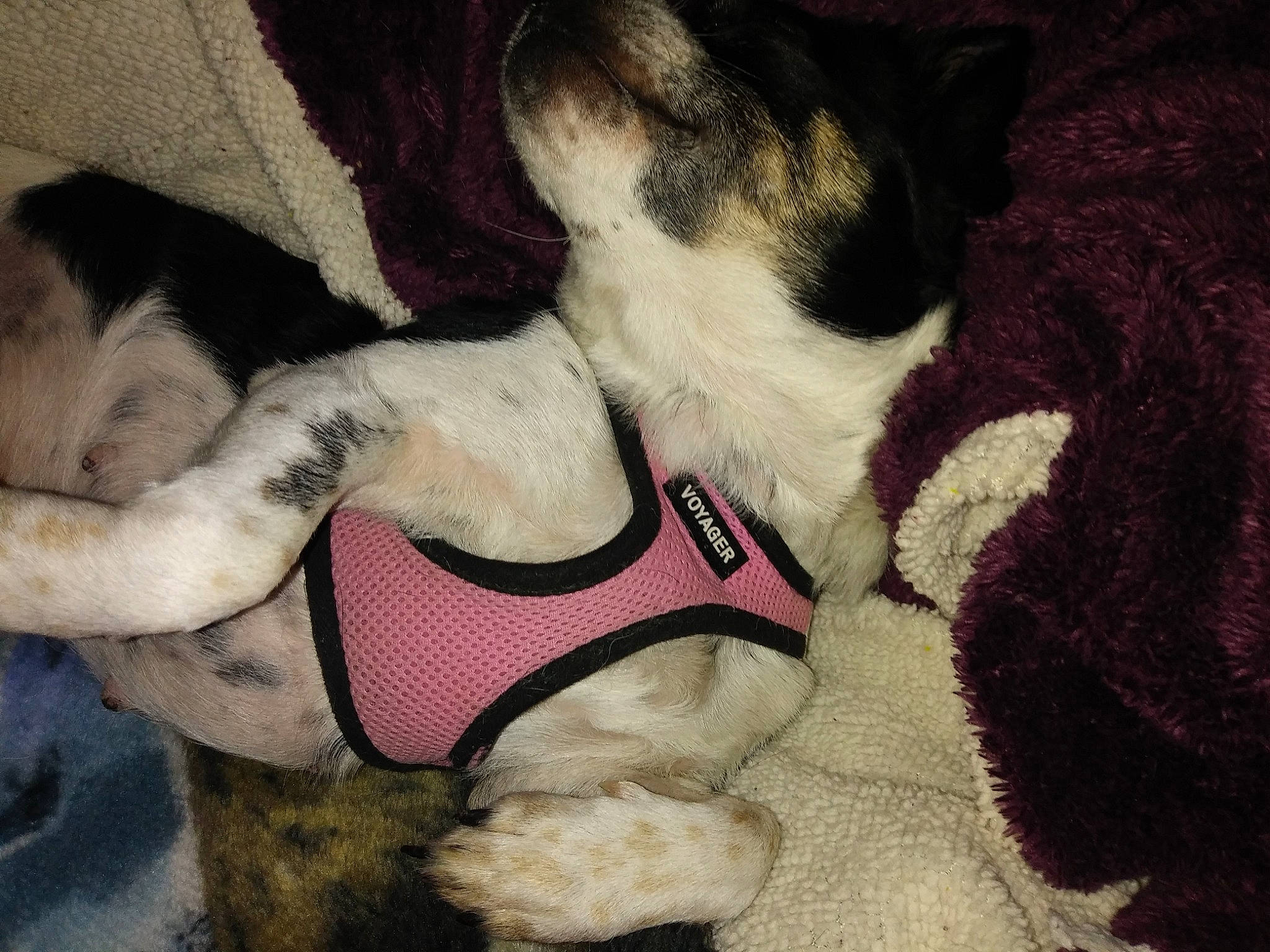 Shyla is registered to the contest to win money with this photo: canidae, carnivore, companion_dog, dog, dog_breed, fur, nap, non_sporting_group, paw, puppy, puppy_love, shoe, sporting_group, tail