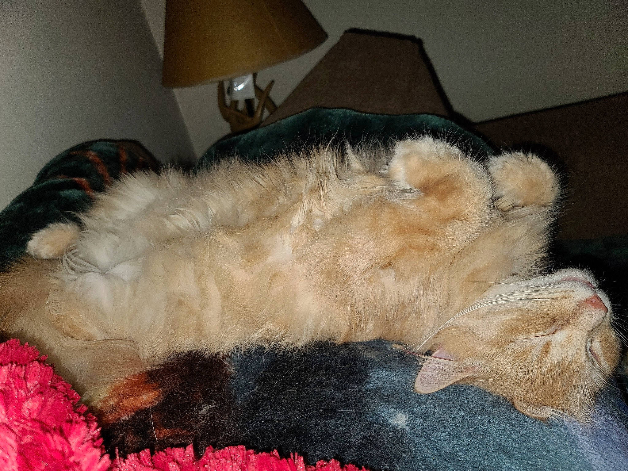 Jericho joined the competition — help win amazing prizes! canidae, carnivore, cat, dog, dog_breed, domestic_long_haired_cat, felidae, fur, morkie, nap, paw, small_to_medium_sized_cats, tail, terrier