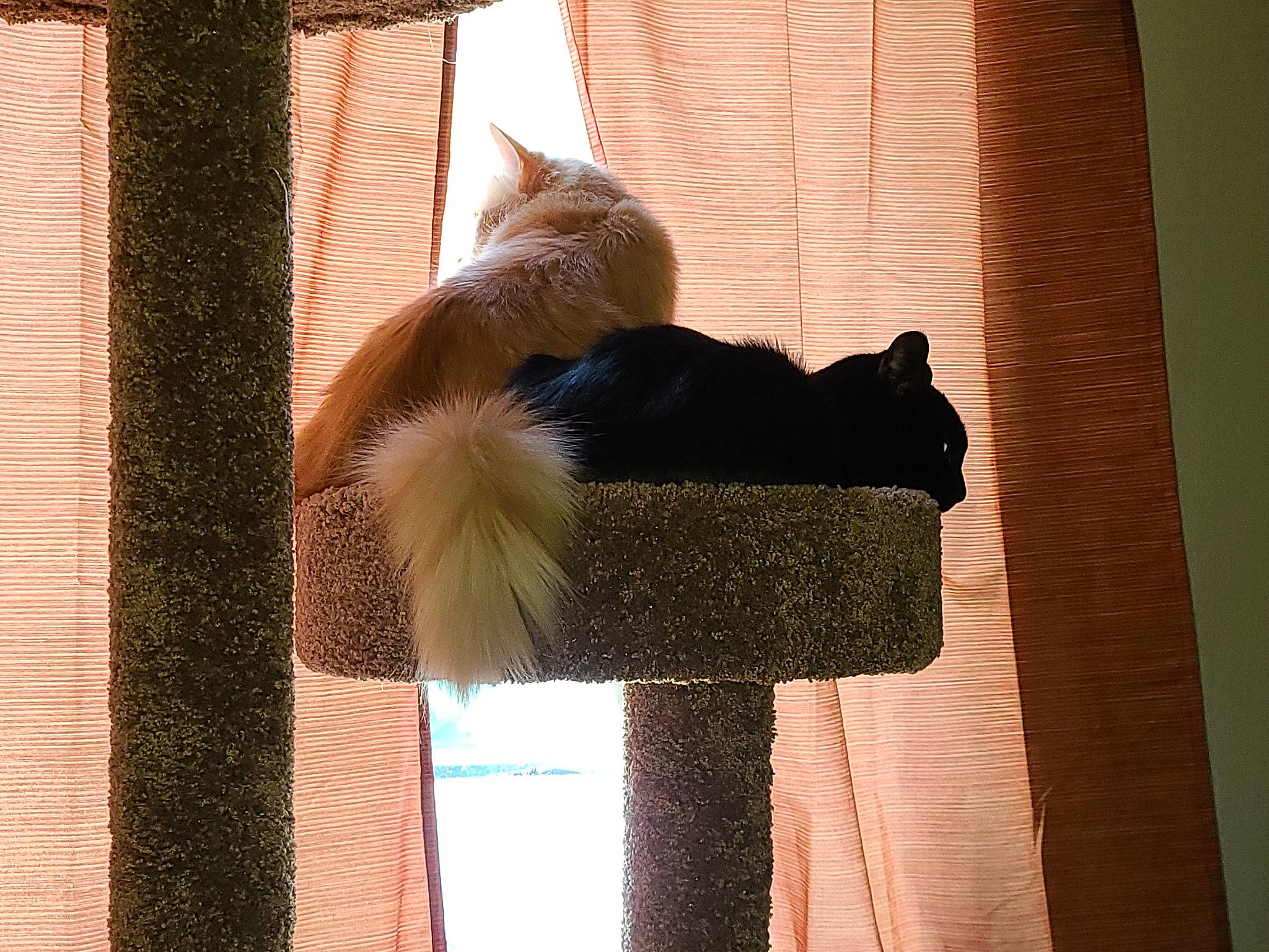 Jericho is registered to the contest to win money with this photo: carnivore, cat, curtain, fawn, felidae, fur, interior_design, kitten, small_to_medium_sized_cats, tail, textile, whiskers, window, window_treatment