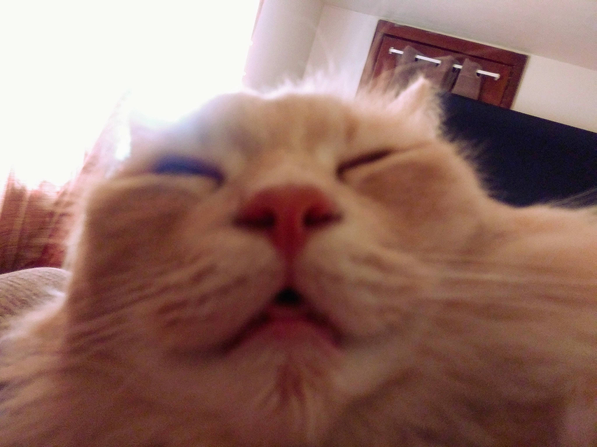 Jericho is registered to the contest to win money with this photo: carnivore, cat, close_up, ear, eye, face, facial_expression, felidae, fur, head, kitten, mouth, nose, organ, photography, sky, small_to_medium_sized_cats, smile, snout, whiskers