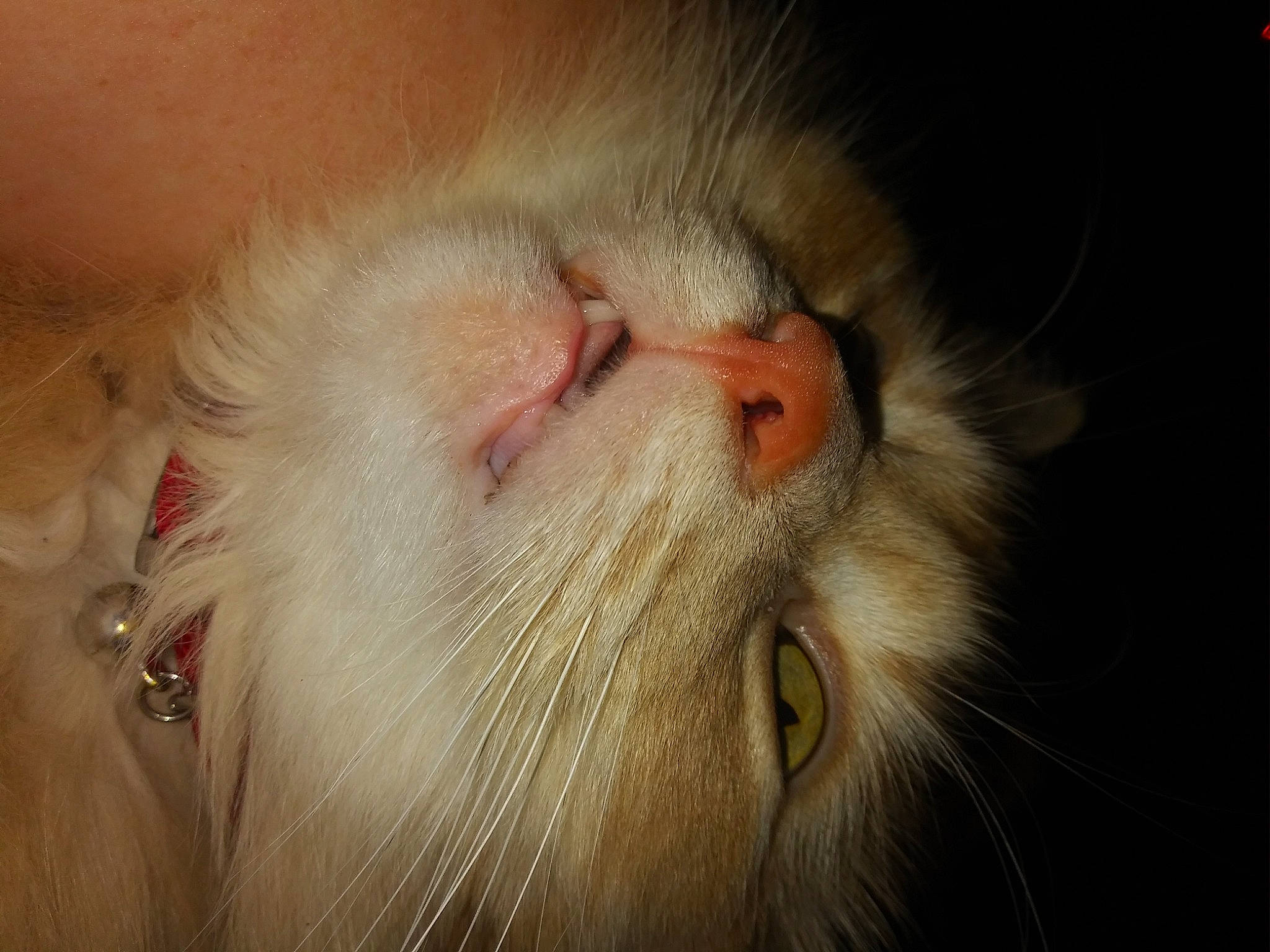 Jericho joined the competition — help win amazing prizes! carnivore, cat, close_up, domestic_long_haired_cat, ear, eye, felidae, fur, mouth, nose, organ, skin, small_to_medium_sized_cats, snout, tooth, whiskers