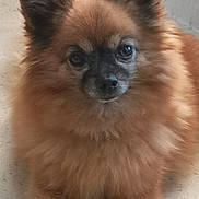 Minnie participe au concours pour gagner de l'argent avec cette photo : animal, attention, brown_fur, canine, close_up, companion, cute, dog, domestic, ears, face, fluffy, fur, indoor, looking, paw, pet, portrait, resting, small_dog