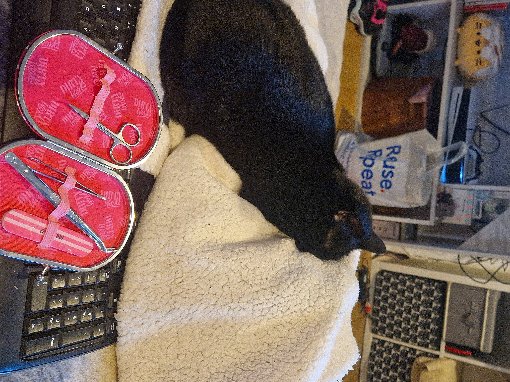 Shadow is registered to the contest to win money with this photo: athletic_shoe, box, carmine, comfort, domestic_short_haired_cat, fashion_accessory, felidae, flooring, foot, fur, human_leg, office_equipment, personal_protective_equipment, pet_supply, small_to_medium_sized_cats, tail, thigh, walking_shoe, whiskers