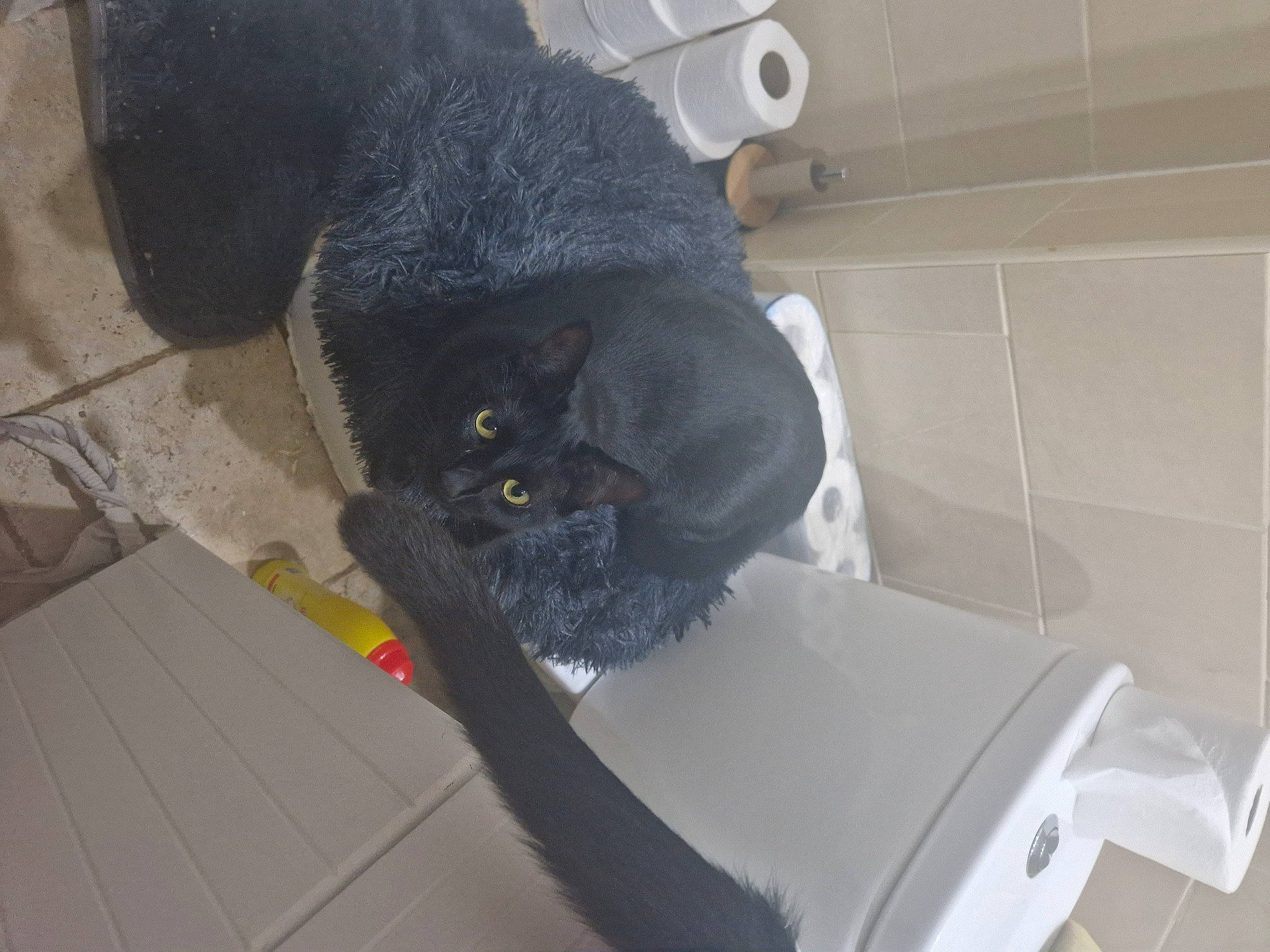 Shadow joined the competition — help win amazing prizes! bathroom, carnivore, collar, comfort, companion_dog, dog, dog_breed, felidae, flooring, fur, grey, household_supply, paper_towel, pet_supply, small_to_medium_sized_cats, snout, sporting_group, tail, toilet_paper, whiskers