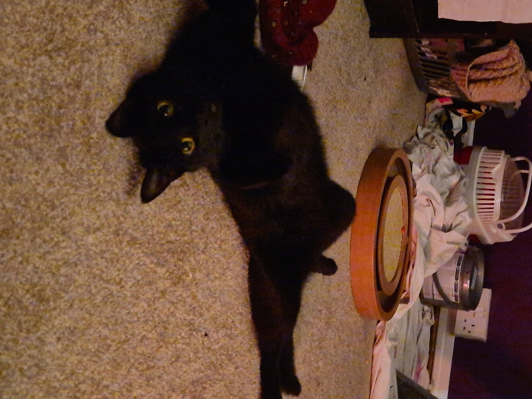 Shadow is registered to the contest to win money with this photo: black_cat, bombay, carnivore, cat, claw, dog_breed, domestic_short_haired_cat, felidae, flooring, fur, havana_brown, mechanical_fan, pet_supply, small_to_medium_sized_cats, snout, tail, terrestrial_animal, whiskers, window, wood