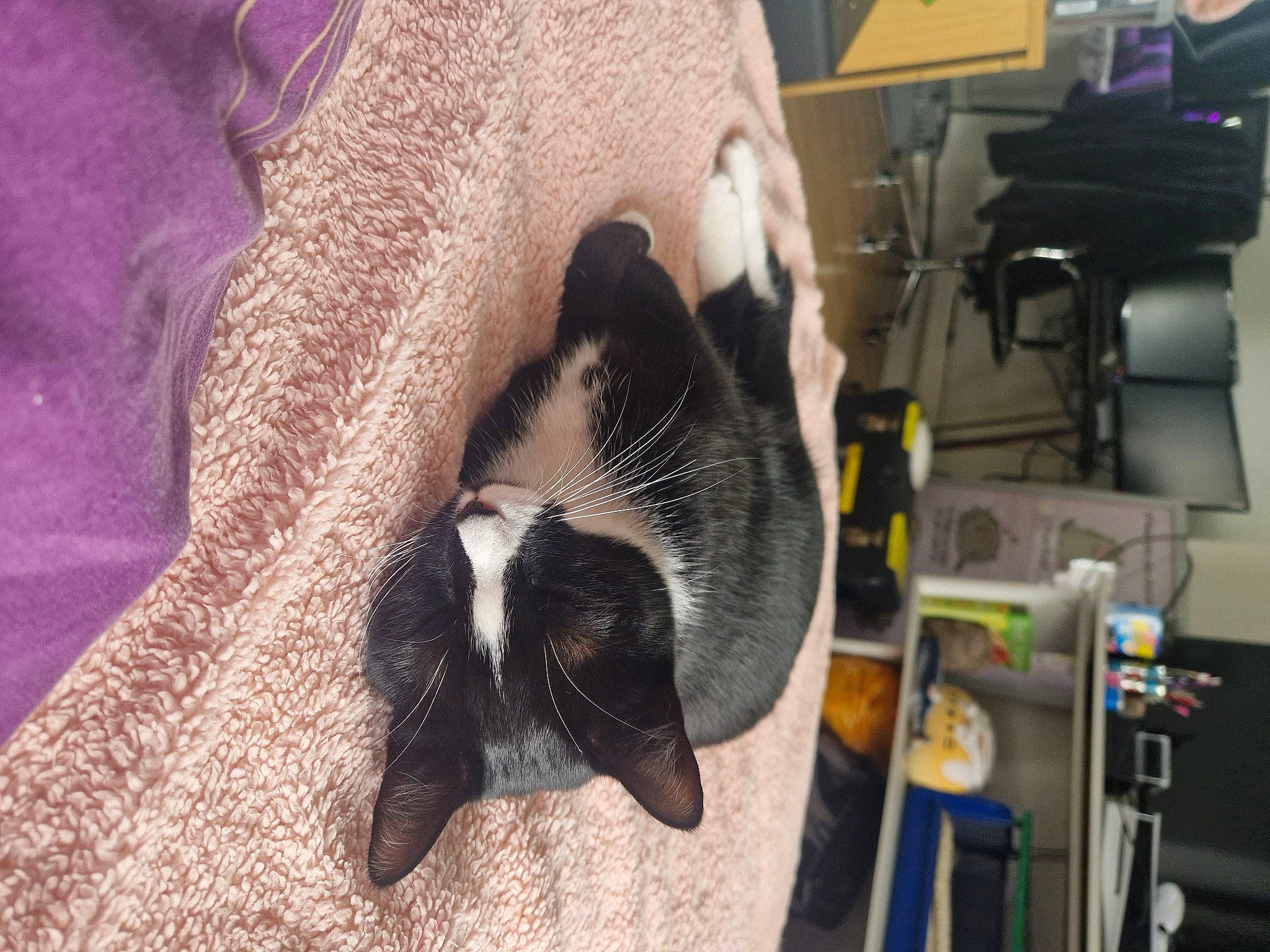 Kitty joined the competition — help win amazing prizes! animal_shelter, automotive_tire, canidae, carnivore, cat, claw, comfort, dog_breed, domestic_short_haired_cat, felidae, flooring, fur, machine, paw, small_to_medium_sized_cats, snout, sporting_group, tail, whiskers