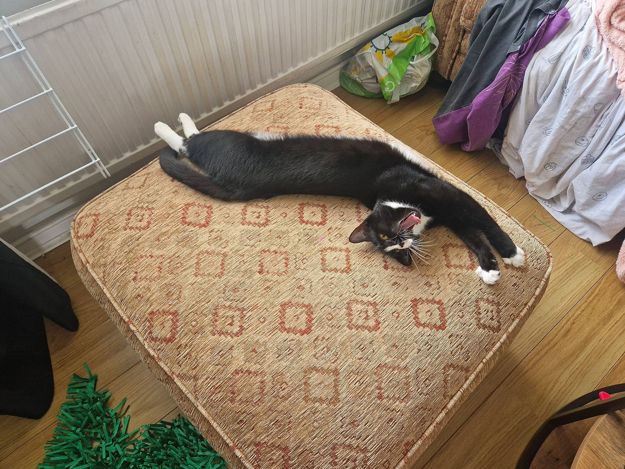 Kitty is registered to the contest to win money with this photo: canidae, carnivore, cat, comfort, dog_breed, fawn, felidae, floor, flooring, hardwood, linens, pet_supply, rectangle, reptile, room, small_to_medium_sized_cats, sporting_group, tail, terrestrial_animal, wood