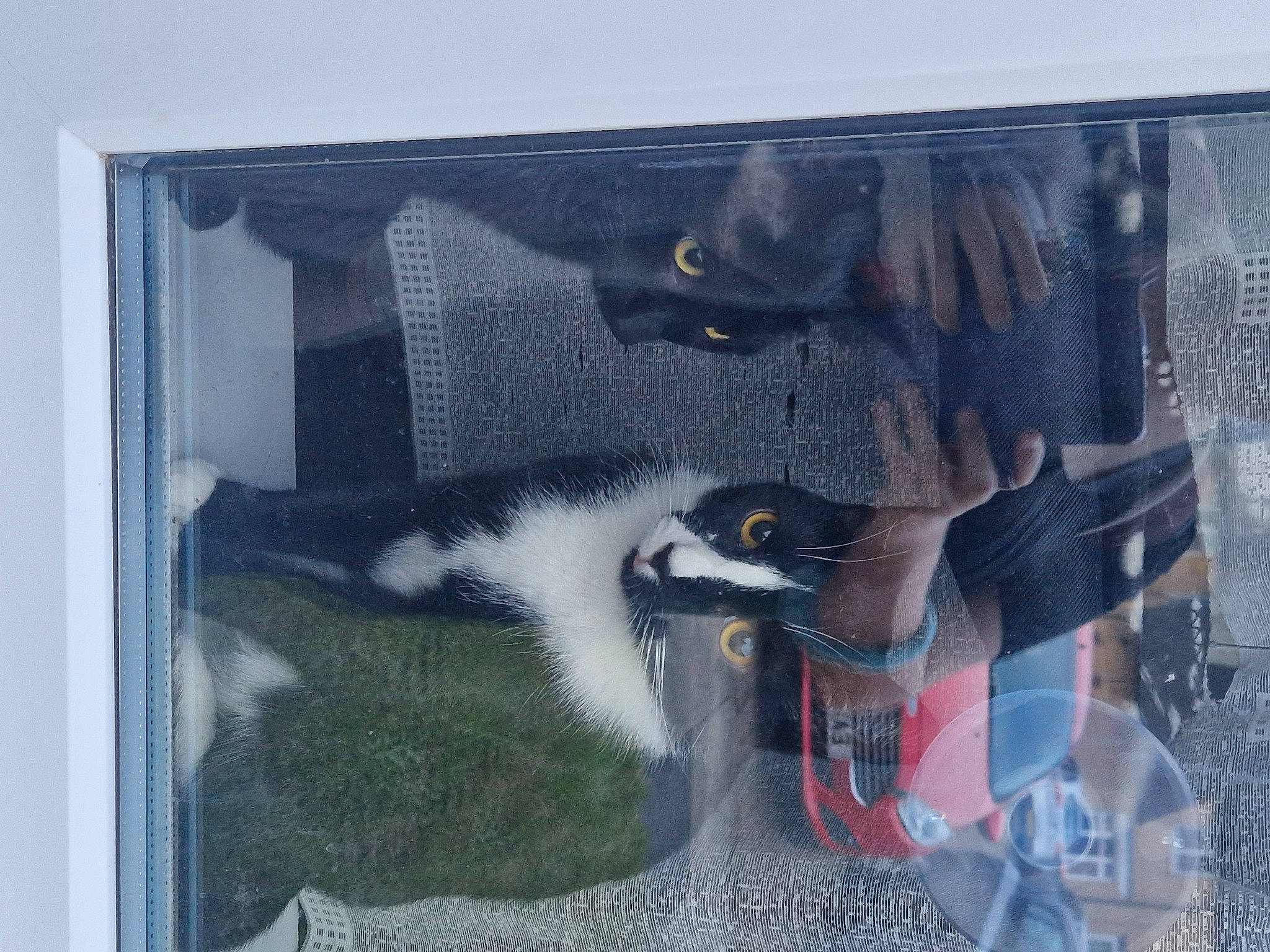 Kitty joined the competition — help win amazing prizes! advertising, art, beak, bird, drawing, feather, flightless_bird, graffiti, grey, illustration, linens, mural, paint, painting, rectangle, street_art, tail, visual_arts, wood