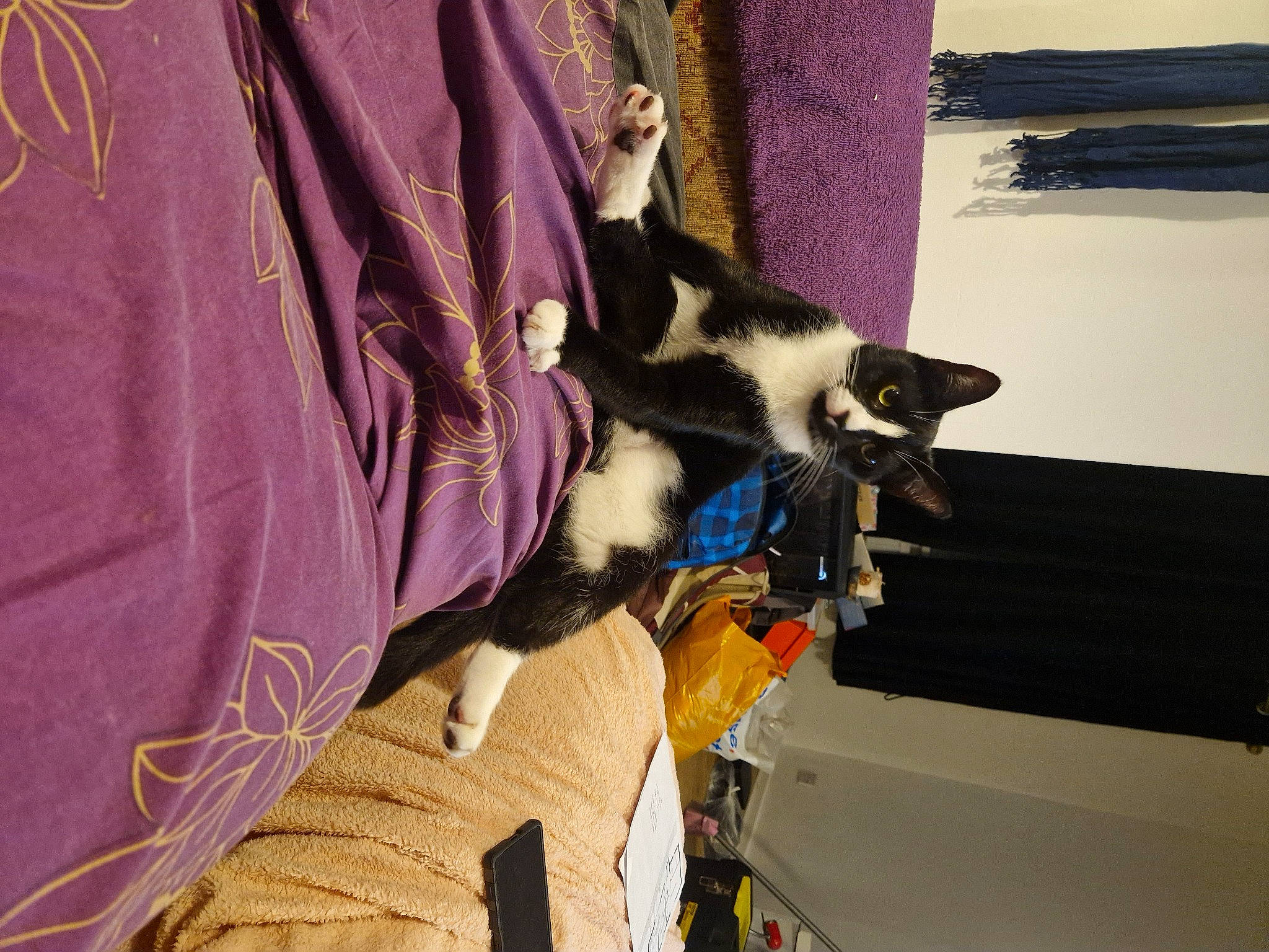 Kitty is registered to the contest to win money with this photo: canidae, carnivore, cat, closet, comfort, companion_dog, dog_breed, fashion_design, felidae, formal_wear, fur, linens, magenta, purple, room, shawl, sleeve, small_to_medium_sized_cats, tail, whiskers