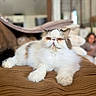 cat, pet, persian_cat, fluffy, white_fur, brown_fur, grumpy, face, eyes, whiskers, ears, paws, sitting, lounging, couch, cushion, indoor, living_room, blurred_background, portrait