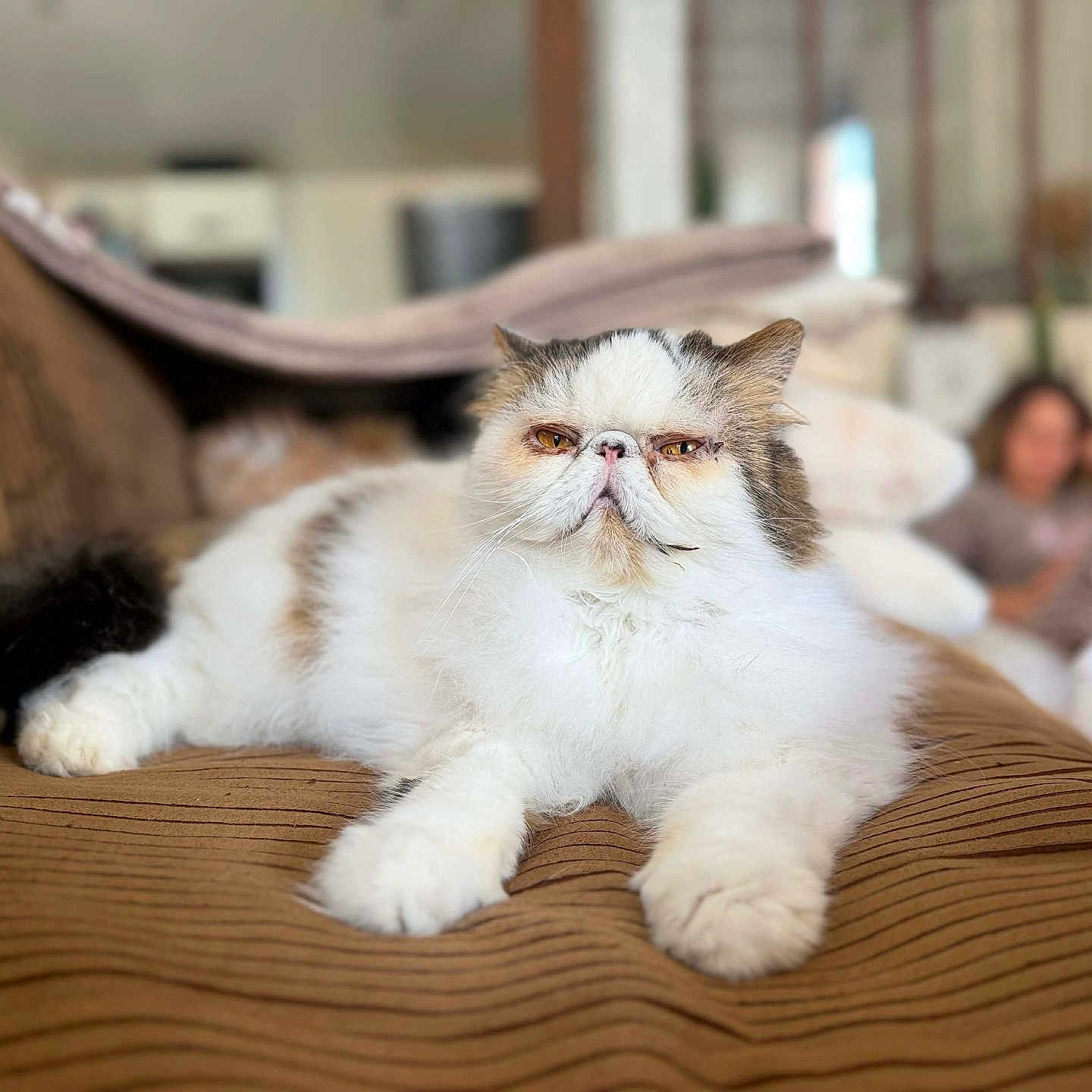 Nénuphar participe au concours pour gagner de l'argent avec cette photo : cat, pet, persian_cat, fluffy, white_fur, brown_fur, grumpy, face, eyes, whiskers, ears, paws, sitting, lounging, couch, cushion, indoor, living_room, blurred_background, portrait