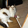 Nénuphar a rejoint le concours — aidez-le/la à gagner de superbes lots ! cat, fluffy_cat, long_hair, white_fur, brown_fur, gray_fur, persian_cat, pet, animal, lying_down, relaxed, grumpy_expression, paw, ribbon, indoors, doorway, wood_floor, tile_floor, home, portrait