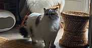 Nénuphar participe au concours pour gagner de l'argent avec cette photo : cat, fluffy, white_fur, gray_fur, grumpy_expression, standing, indoor, living_room, chair, furry_blanket, woven_basket, window, glass_door, sunlight, rug, floor, home_decor, fireplace, pet, portrait
