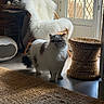 cat, fluffy, white_fur, gray_fur, grumpy_expression, standing, indoor, living_room, chair, furry_blanket, woven_basket, window, glass_door, sunlight, rug, floor, home_decor, fireplace, pet, portrait