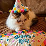 cat, birthday, party_hat, party, festive, pom_poms, couch, indoors, pet, furry, fluffy, white_fur, brown_fur, calico, sleepy, grumpy, sitting, blanket, birthday_banner, colorful