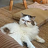 Nénuphar a rejoint le concours — aidez-le/la à gagner de superbes lots ! cat, exotic_shorthair, fluffy, white_fur, gray_fur, brown_fur, pet, animal, face, eyes, ears, whiskers, lounging, lying_down, indoor, living_room, rug, cushion, chair, portrait