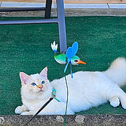Atchoum a rejoint le concours — aidez-le/la à gagner de superbes lots ! cat, white_cat, blue_eyes, fluffy, leash, harness, green_carpet, decorative_bird, blue_wings, orange_beak, outdoor, metal_chair, relaxed, pet, animal, fur, playful, background, floor, resting