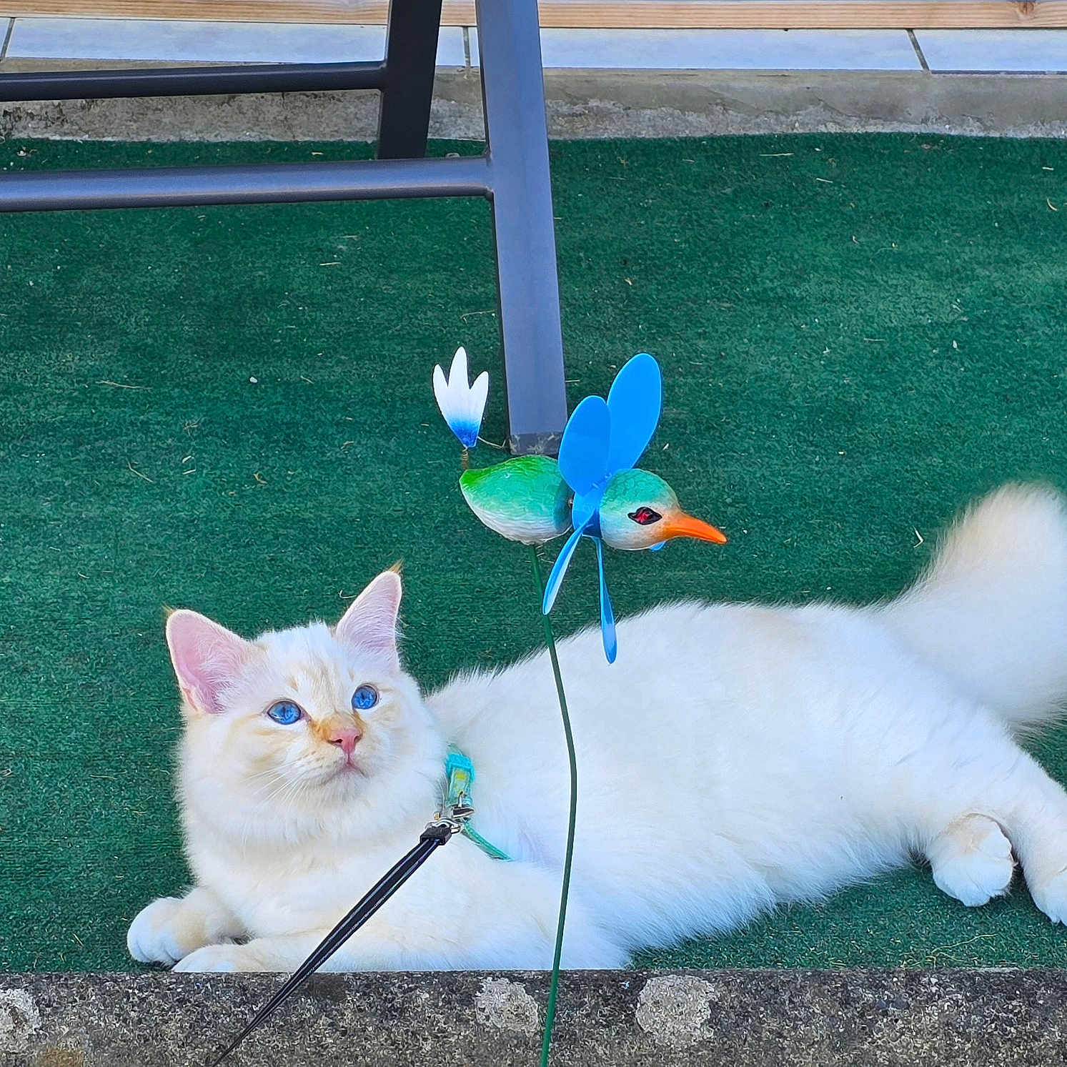 Atchoum a rejoint le concours — aidez-le/la à gagner de superbes lots ! cat, white_cat, blue_eyes, fluffy, leash, harness, green_carpet, decorative_bird, blue_wings, orange_beak, outdoor, metal_chair, relaxed, pet, animal, fur, playful, background, floor, resting