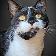 Lili a rejoint le concours — aidez-le/la à gagner de superbes lots ! cat, tuxedo_cat, close_up, portrait, whiskers, fur, eyes, black_and_white, pet, animal, face, feline, cute, domestic_cat, looking_up, indoor, soft_light, sharp_focus, alert, muzzle