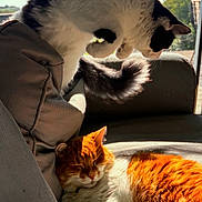 Roméo participe au concours pour gagner de l'argent avec cette photo : cat, black_and_white_cat, orange_and_white_cat, leaping, sleeping, couch, sunlight, indoor, pet, feline, fur, relaxation, playful, cozy, home, animal, whiskers, tail, nap, daylight