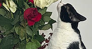 Oreo is registered to the contest to win money with this photo: black_and_white_cat, bouquet, cat, closeup, curious_cat, domestic_cat, feline, floral_arrangement, flowers, green_leaves, indoor, pet, plant_stems, red_roses, roses, sniffing, still_life, vase, white_background, white_roses