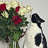 cat, black_and_white_cat, roses, red_roses, white_roses, flowers, bouquet, vase, green_leaves, plant_stems, indoor, pet, curious_cat, sniffing, floral_arrangement, closeup, domestic_cat, feline, white_background, still_life