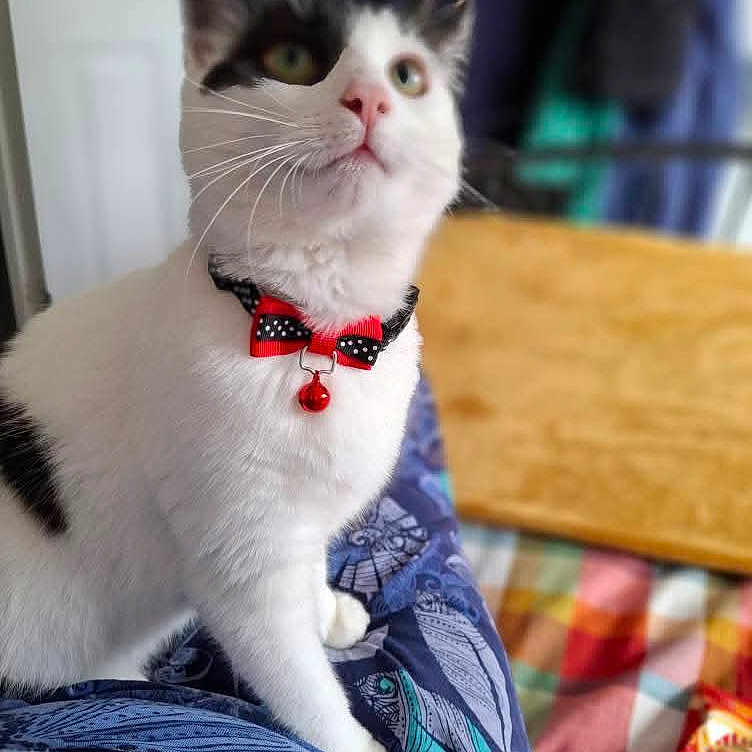 Luna joined the competition — help win amazing prizes! bell, black_spots, blurred_background, bow_tie, cat, close_up, colorful, companion, curious, cute, domestic_animal, feline, focused_look, fur, indoor, patterned_blanket, pet, sitting, whiskers, white_cat