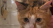 Pebbles joined the competition — help win amazing prizes! cat, wet, calico, animal, pet, bathroom, shower, glass_door, person, indoor, fur, face, eyes, expression, hand, holding, spiky_fur, pink_nose, curious, unimpressed