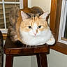 Pebbles is registered to the contest to win money with this photo: cat, calico_cat, feline, pet, indoor, stool, wooden_furniture, window, curtains, blinds, orange, white, brown, fur, animal, cute, resting, looking, home, cozy