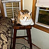 Pebbles joined the competition — help win amazing prizes! cat, calico_cat, feline, pet, animal, stool, wooden_stool, window, window_blinds, indoor, furniture, patterned_fabric, carpet, cord, curious, seated, domestic, cozy, home, fluffy