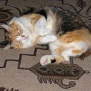 Pebbles is registered to the contest to win money with this photo: cat, sleeping, fluffy, tri_colored, orange, white, black, pet, animal, indoor, carpet, patterned_rug, cozy, cute, relaxed, paw, fur, domestic_cat, resting, cute_animal