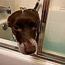 dog, bathroom, bathtub, pet, brown_coat, white_spots, faucet, shower_door, curious, closeup, wet, animal, indoor, snout, ears, tail, tile_wall, glass, reflection, household