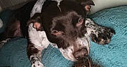 Fancy joined the competition — help win amazing prizes! dog, resting, indoor, cushion, speckled_paws, brown_and_white, pet, relaxed, sleepy, cozy, animal, fur, canine, companion, head, paw, comfort, home, blanket, soft