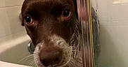 Fancy joined the competition — help win amazing prizes! bath, bathroom, bathtub, brown, canine, close_up, curious, dog, expression, face, foggy, glass, indoor, looking, pet, shower, tile, water, wet, white