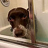 Fancy joined the competition — help win amazing prizes! dog, bathtub, shower, wet, close_up, curious, brown, white, glass, foggy, bathroom, pet, canine, face, water, tile, bath, expression, indoor, looking