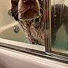 Fancy is registered to the contest to win money with this photo: dog, wet, bathroom, shower, glass_door, close_up, nose, curious, pet, animal, brown, white, fur, whiskers, water_drops, bathtub, indoor, portrait, face_close_up, pet_care
