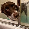 dog, bathroom, shower, bathtub, glass, reflection, curious, brown, white, pet, closeup, face, wet, indoors, canine, animal, fur, snout, whiskers, water
