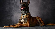 Volt participe au concours pour gagner de l'argent avec cette photo : dog, belgian_malinois, pet, animal, canine, portrait, studio, brown, black, collar, tongue, ears, lying_down, fur, alert, looking_up, indoor, texture, background, photography