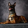 dog, belgian_malinois, pet, animal, canine, portrait, studio, brown, black, collar, tongue, ears, lying_down, fur, alert, looking_up, indoor, texture, background, photography