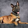 dog, belgian_malinois, animal, pet, portrait, studio, gray_background, fur, ears, tongue, collar, alert, lying_down, canine, friendly, animal_portrait, domestic_animal, muzzle, whiskers, paw