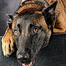 dog, canine, pet, brown_fur, black_fur, animal, close_up, portrait, looking_up, resting, ears, nose, mouth, teeth, paw, fur, collar, indoor, expression, texture