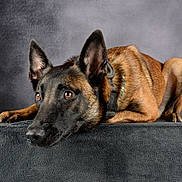 Volt a rejoint le concours — aidez-le/la à gagner de superbes lots ! dog, belgian_malinois, pet, animal, lying_down, ears, fur, portrait, close_up, brown, black, indoor, resting, canine, alert, studio, background, expression, watchful, texture