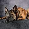 dog, belgian_malinois, pet, animal, lying_down, ears, fur, portrait, close_up, brown, black, indoor, resting, canine, alert, studio, background, expression, watchful, texture