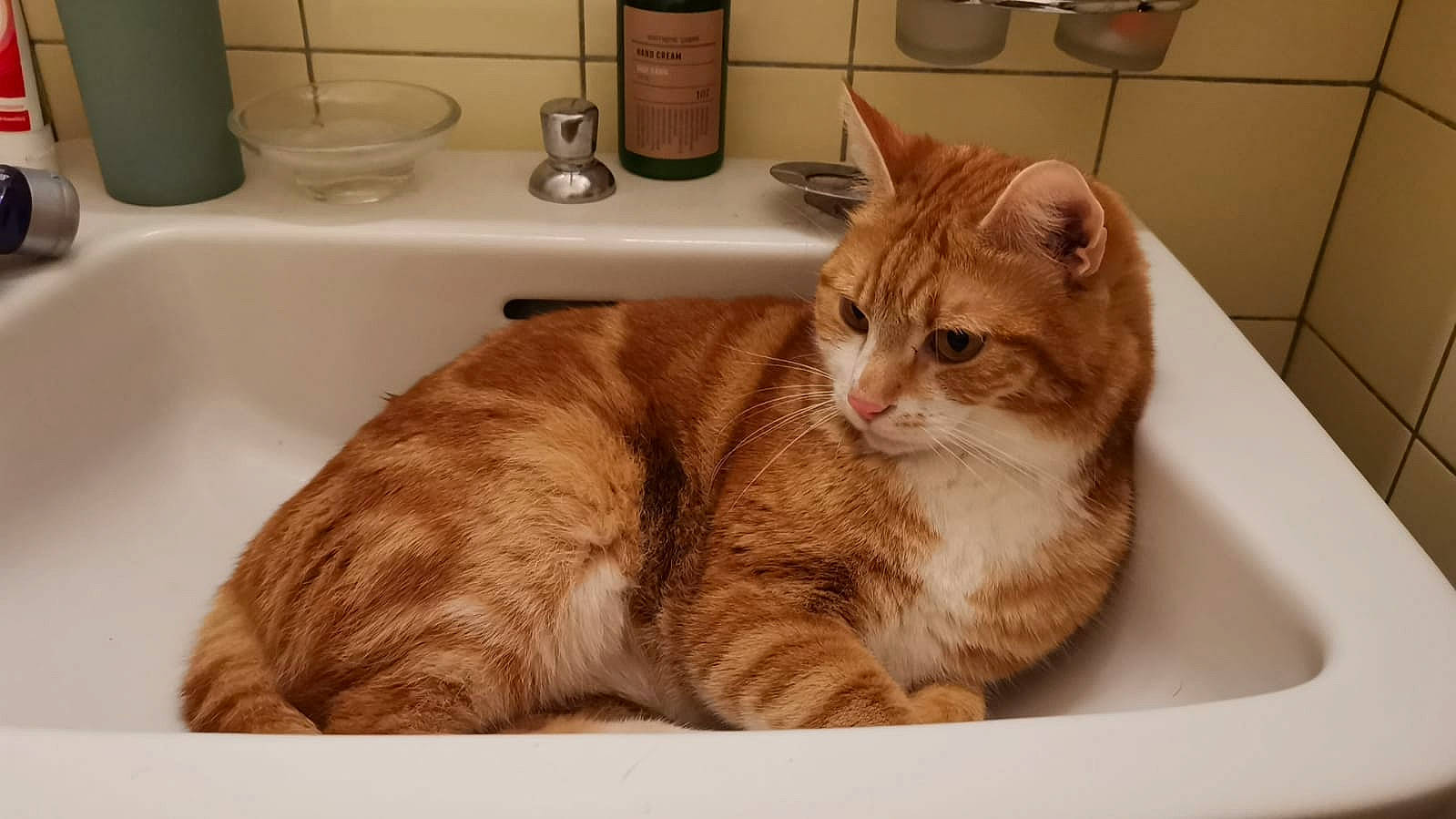 Simba