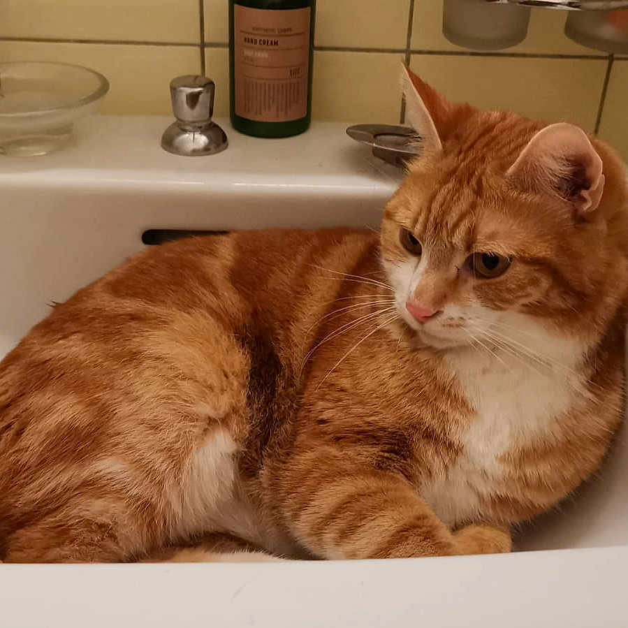 Simba