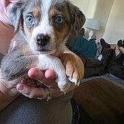 Ozzy is registered to the contest to win money with this photo: puppy, dog, blue_eyes, person, glasses, hand, living_room, couch, lamp, smile, indoor, furniture, wall_decor, ring, holding, pet, canine, cozy, portrait, close_up