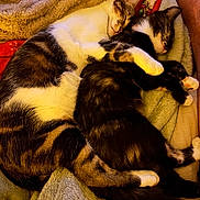 Cuddle Kitties is registered to the contest to win money with this photo: cats, three_cats, sleeping, cuddling, cozy, blanket, furry, calico_cat, black_and_white_cat, tabby_cat, pets, indoors, warm_lighting, relaxed, resting, animal_portrait, snuggling, soft_texture, bed, nap