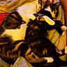 cats, three_cats, sleeping, cuddling, cozy, blanket, furry, calico_cat, black_and_white_cat, tabby_cat, pets, indoors, warm_lighting, relaxed, resting, animal_portrait, snuggling, soft_texture, bed, nap