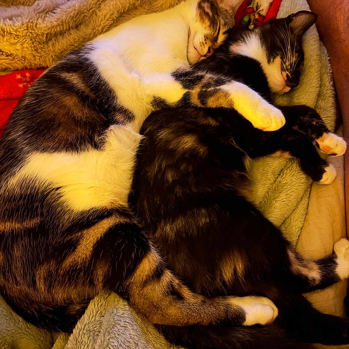 Cuddle Kitties