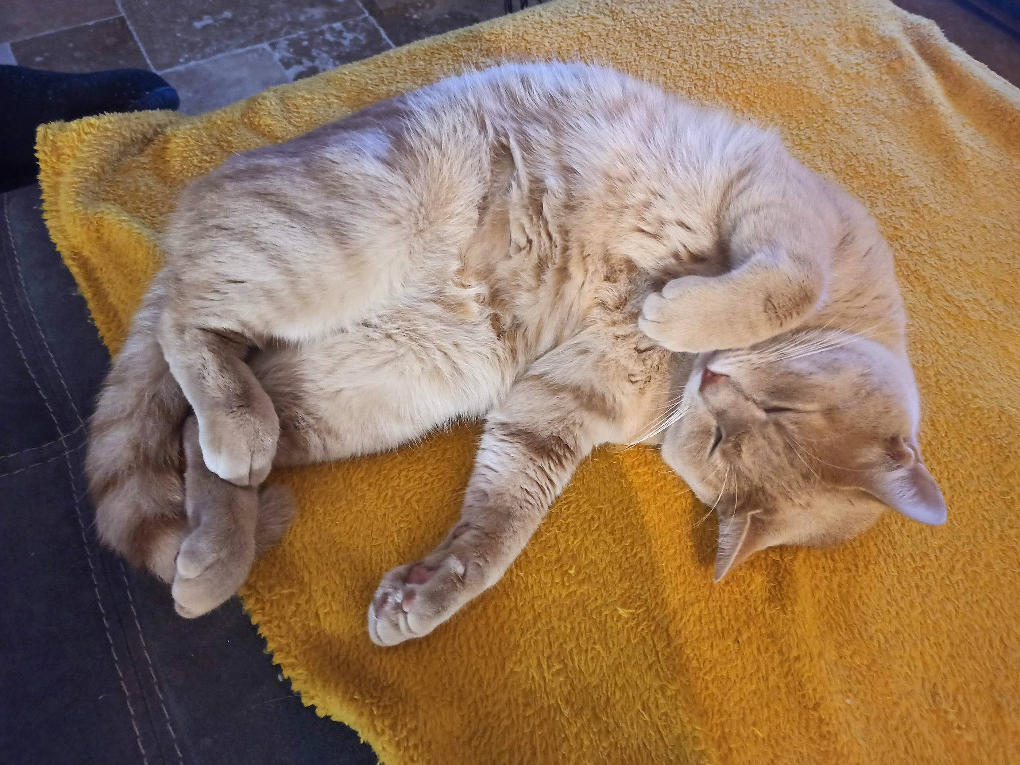 Plume a rejoint le concours — aidez-le/la à gagner de superbes lots ! carnivore, cat, claw, comfort, domestic_short_haired_cat, fawn, felidae, fur, nap, paw, sleep, small_to_medium_sized_cats, tail, terrestrial_animal, whiskers, wood